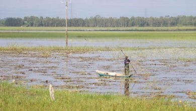 Late Flooding Season Results in low Sediment Levels, Fewer Aquatic Food Sources in rice