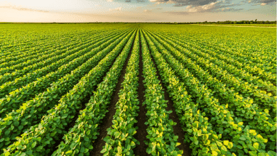 Agricultural Sector In Vietnam