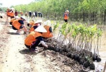 Tra Vinh Province Plants Forests To Protect Coasts, Improve Environment